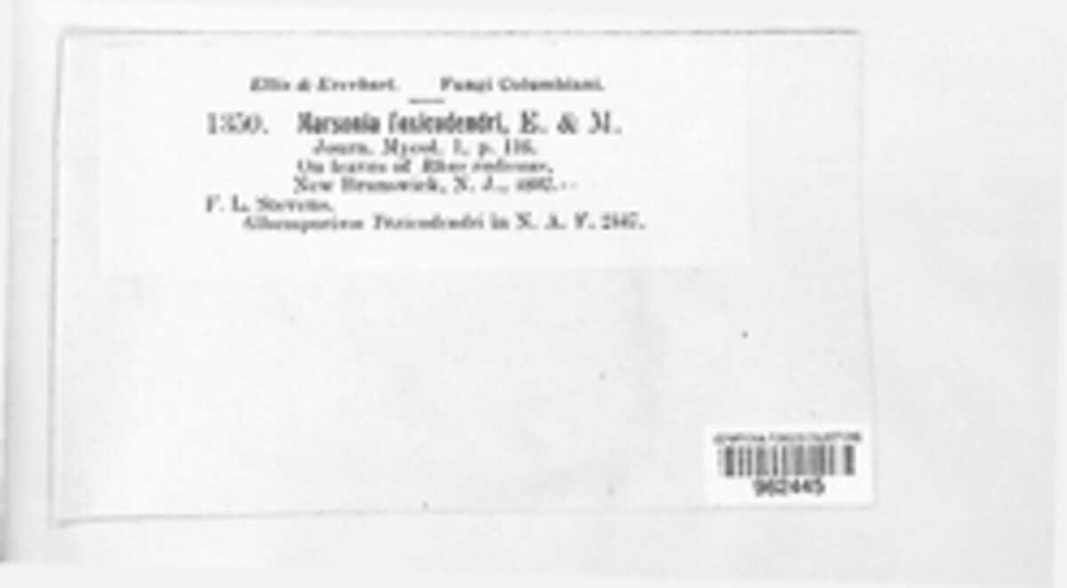 Marssonina toxicodendri image